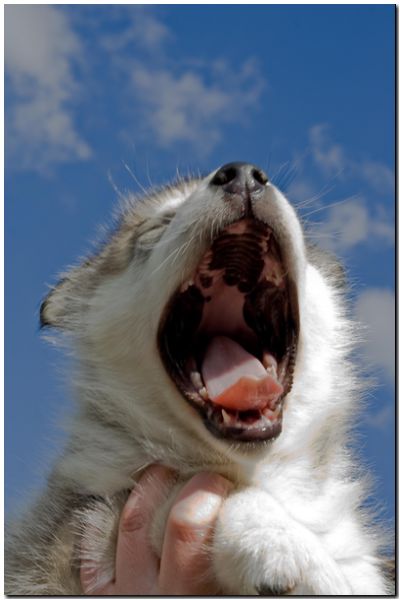 E Wurf 6 Wochen 1.jpg